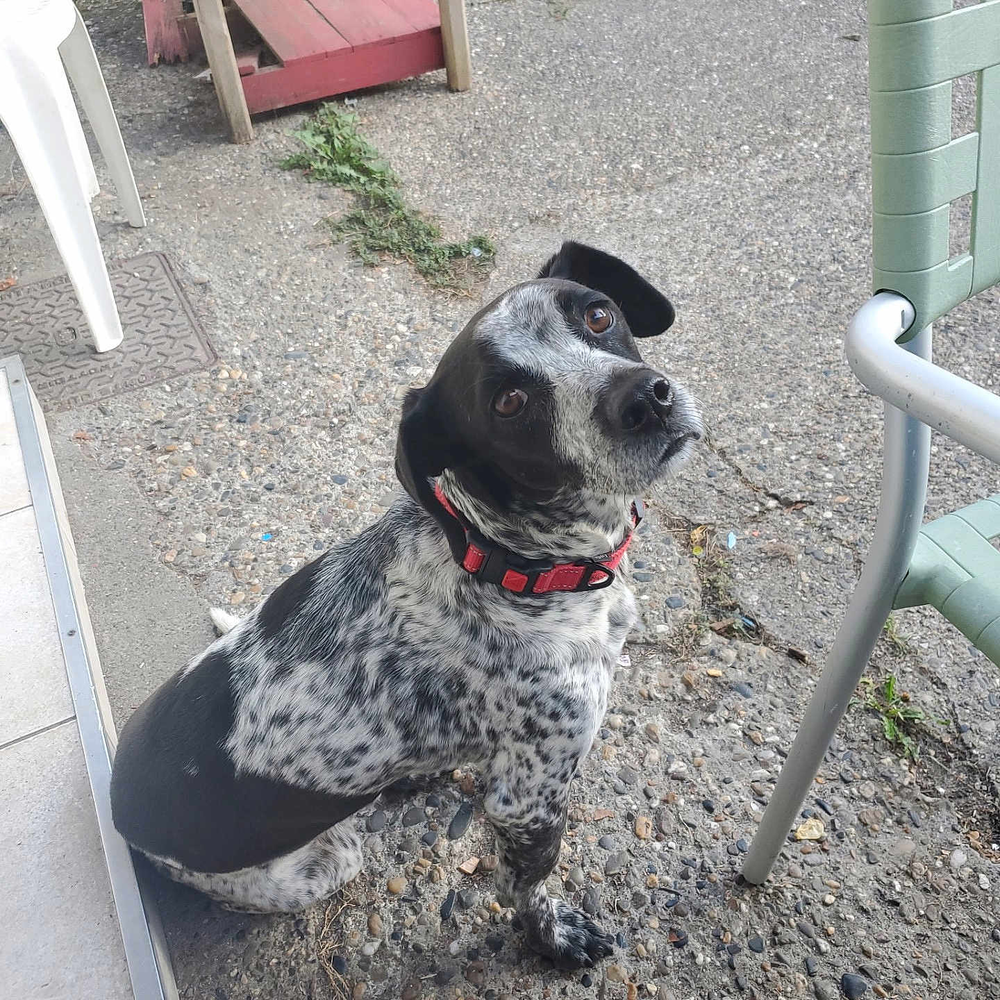 Poppy participe au concours pour gagner de l'argent avec cette photo : dog, pet, black_and_white, speckled, sitting, collar, red_collar, outdoor, patio, yard, furniture, chair, plastic_chair, gravel, concrete, garden, portrait, looking_up, animal, companion