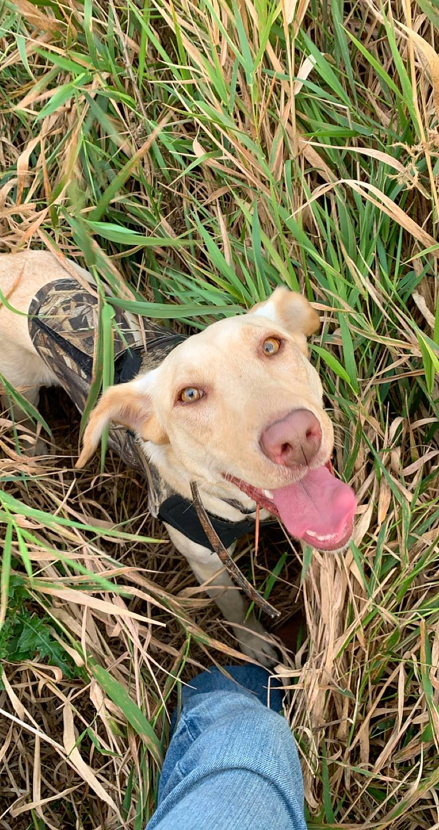 Bailey joined the competition — help win amazing prizes! carnivore, companion_dog, dog, dog_breed, fawn, field, grass, grass_family, grassland, landscape, livestock, pasture, plant, snout, soil, sporting_group, suidae, terrestrial_animal, wood, working_animal