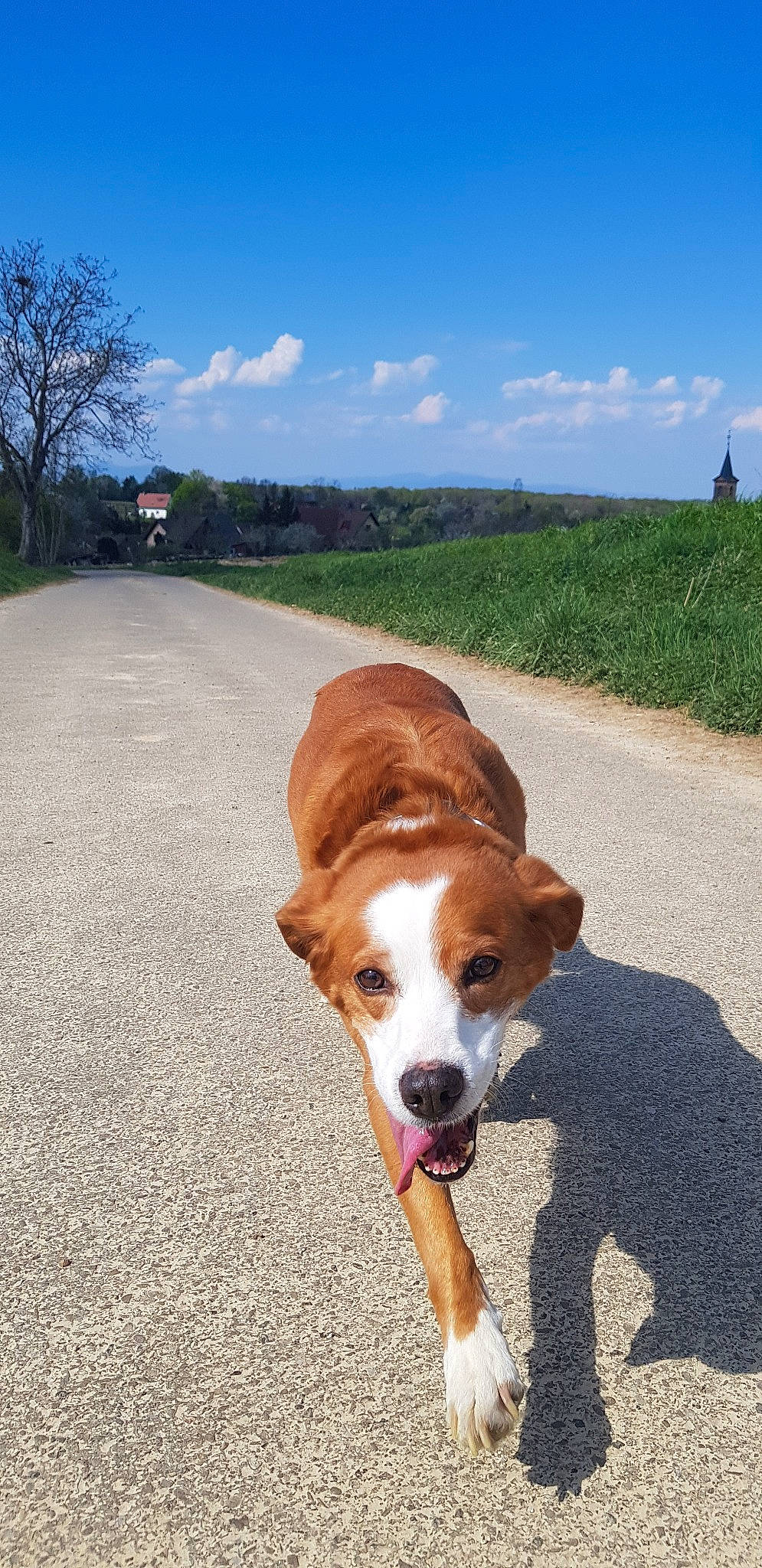 Hermine participe au concours pour gagner de l'argent avec cette photo : adventure, canidae, carnivore, companion_dog, dog, dog_breed, fawn, mammal, nose, road, snout, sporting_group