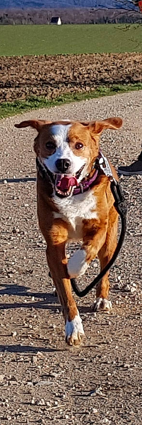Hermine a rejoint le concours — aidez-le/la à gagner de superbes lots ! canidae, carnivore, companion_dog, dog, dog_breed, fawn, hunting_dog, leash, mammal, rare_breed_dog, sporting_group, vertebrate