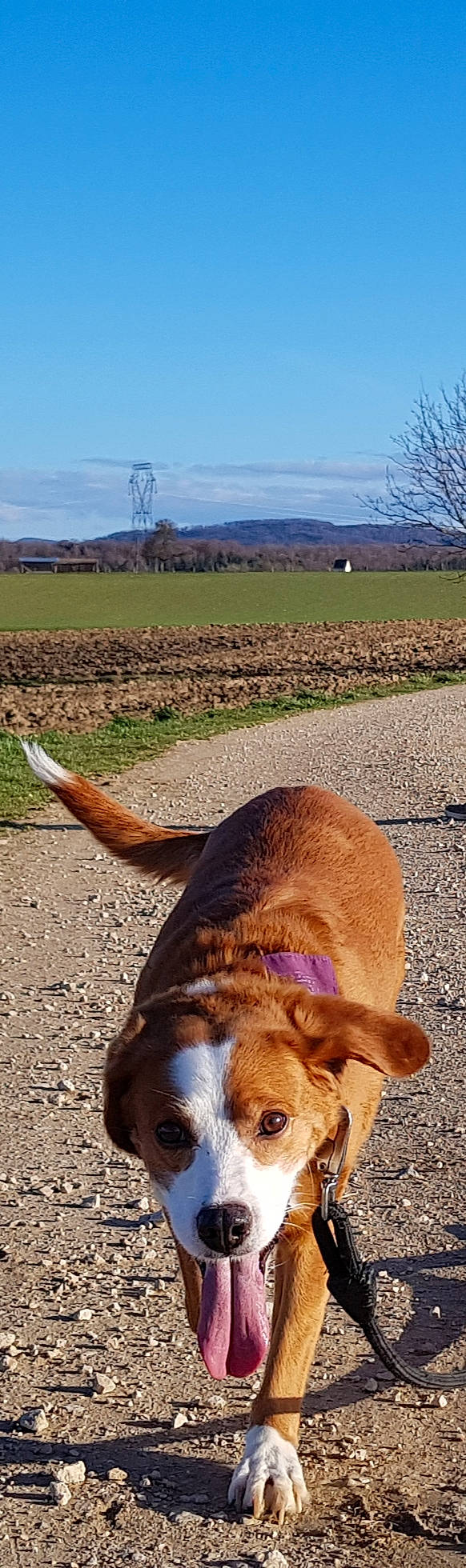 Hermine participe au concours pour gagner de l'argent avec cette photo : canidae, cardigan_welsh_corgi, carnivore, dog, dog_breed, mammal, vertebrate