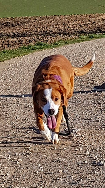 Hermine a rejoint le concours — aidez-le/la à gagner de superbes lots ! canidae, carnivore, dog, dog_breed, hound, leash, mammal, snout, sporting_group, vertebrate
