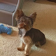 Apollo is registered to the contest to win money with this photo: dog, puppy, small_dog, brown_fur, fluffy, ears, carpet, toy, blue_toy, pet_ramp, indoor, pet, animal, cute, sitting, looking, floor, home, companion, fur