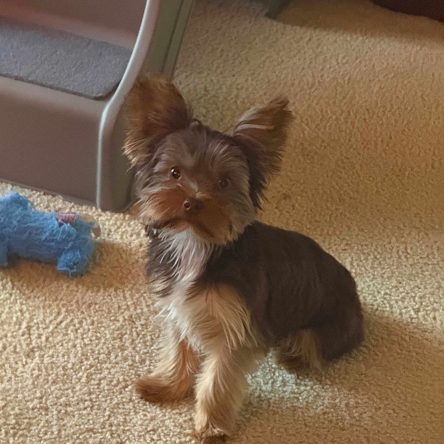 Apollo is registered to the contest to win money with this photo: animal, blue_toy, brown_fur, carpet, companion, cute, dog, ears, floor, fluffy, fur, home, indoor, looking, pet, pet_ramp, puppy, sitting, small_dog, toy