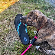Bella joined the competition — help win amazing prizes! puppy, dog, grass, leash, flip_flop, outdoor, playful, brindle, chewing, pet, young_dog, collar, summer, sunlight, animal, cute, canine, fun, nature, playtime