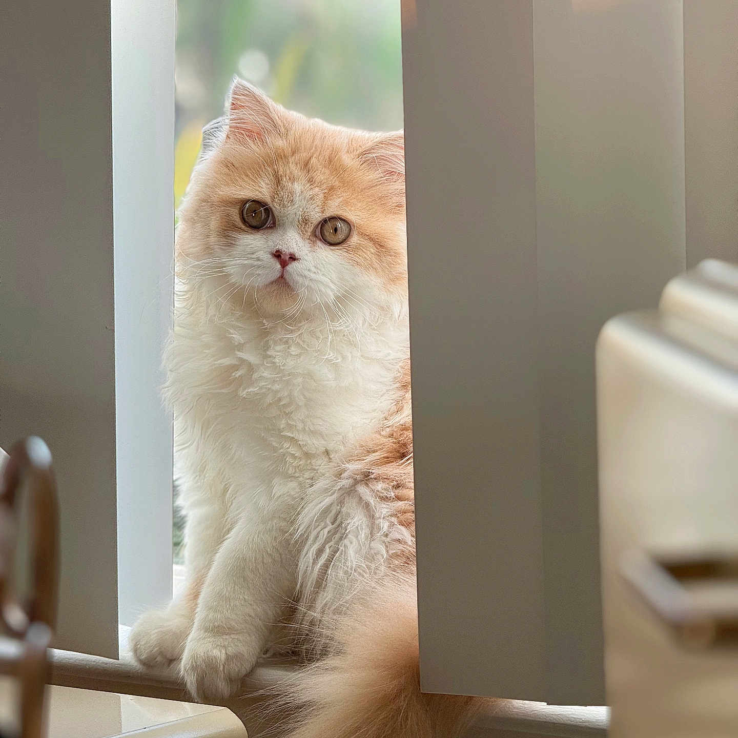 Mochi joined the competition — help win amazing prizes! abyssinian, angora, animal, cat, hardwood, indoors, kitten, manx, pet, siamese, window, windowsill, wood