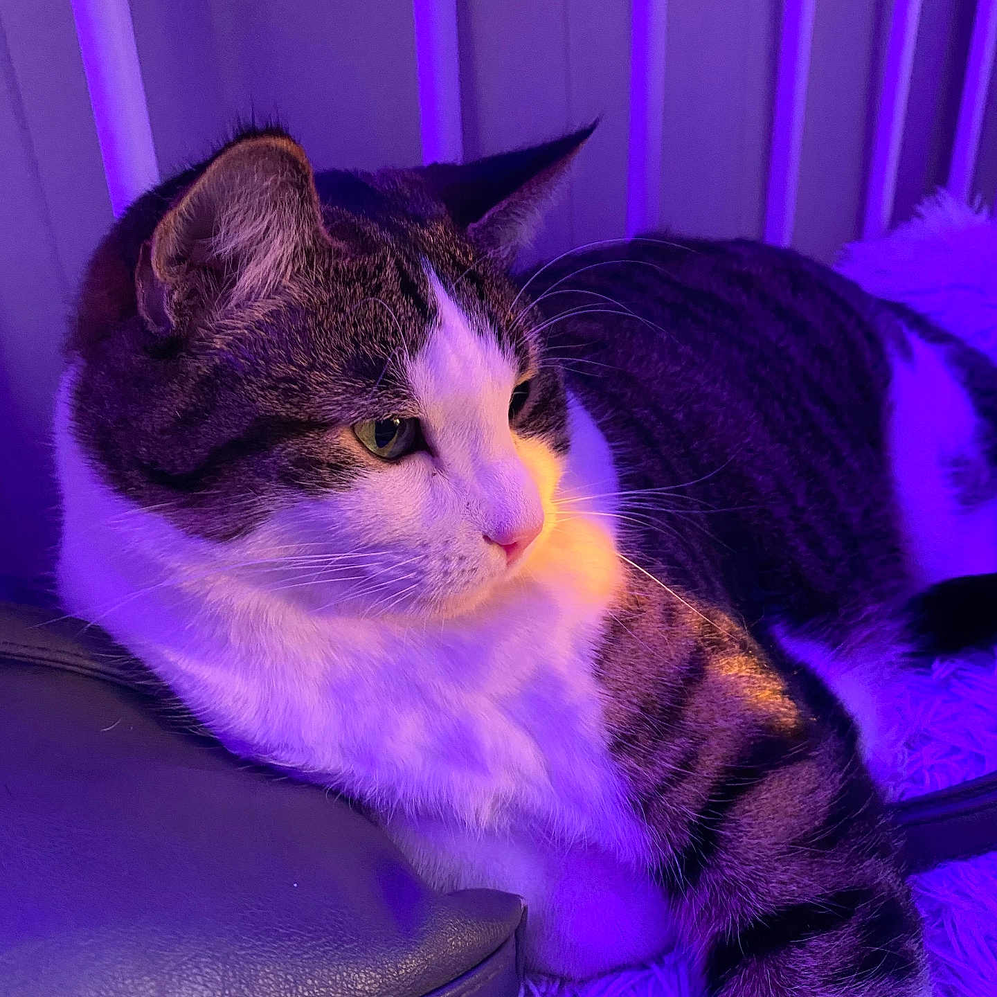 Theo joined the competition — help win amazing prizes! animal, cat, closeup, cozy, cushion, ears, feline, fur, green_eyes, indoor, laying, pet, portrait, purple_lighting, relaxed, resting, soft_light, striped, tabby, whiskers