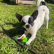 Billy Joe a rejoint le concours — aidez-le/la à gagner de superbes lots ! animal, black_and_white, canine, chihuahua, cute, dog, domestic_animal, fence, fun, garden, grass, greenery, outdoor, pet, playful, small_dog, summer, sunlight, toy, yard