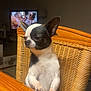 Billy Joe participe au concours pour gagner de l'argent avec cette photo : animal, attentive, black_and_white, chair, chihuahua, cute, dog, domestic, ears, fur, indoor, living_room, paw, pet, remote_control, sitting, small_dog, television, wicker_chair, wooden_table