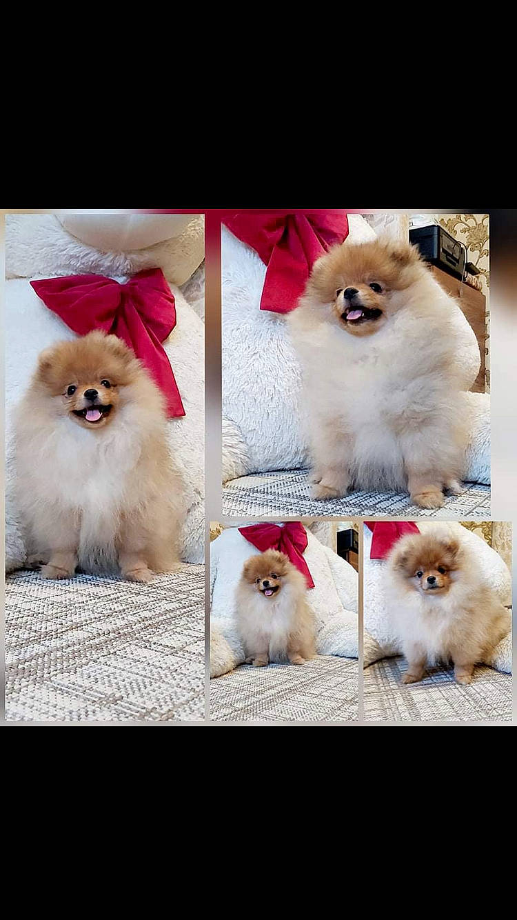 Mïlan participe au concours pour gagner de l'argent avec cette photo : canidae, carnivore, collar, companion_dog, dog, dog_breed, fashion_accessory, fawn, font, fur, happy, liver, natural_material, photo_caption, photograph, red, snout, spitz, whiskers, white