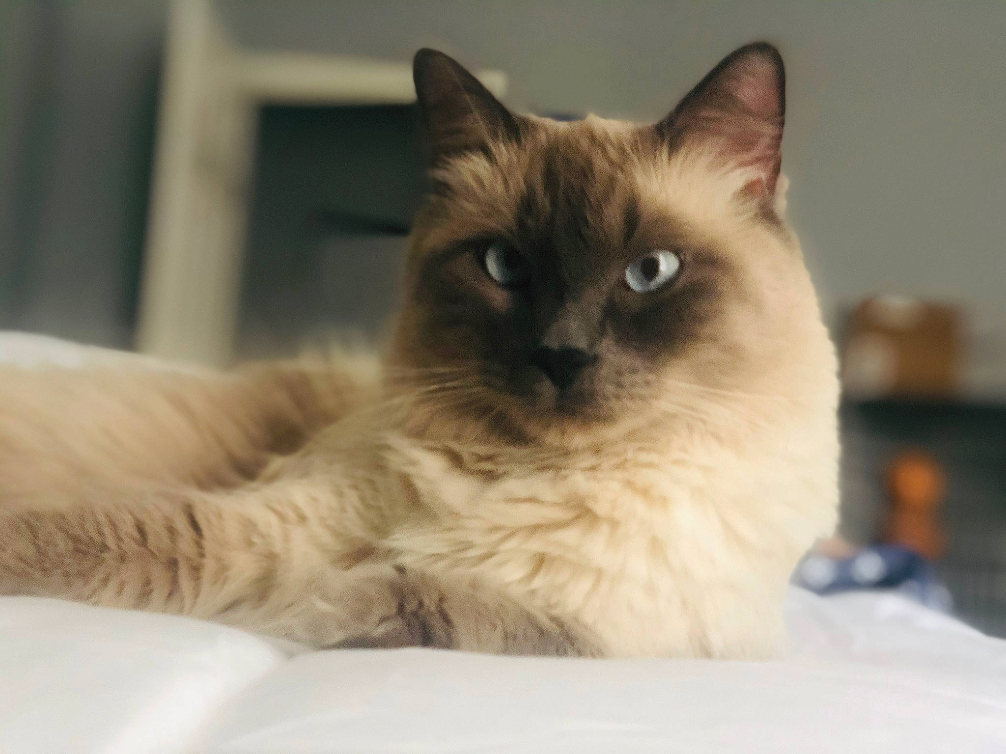 Lemmewinks is registered to the contest to win money with this photo: balinese, birman, carnivore, cat, colorpoint_shorthair, domestic_long_haired_cat, eye, felidae, fur, himalayan, iris, mammal, ragdoll, siamese, small_to_medium_sized_cats, snout, thai, tonkinese, vertebrate, whiskers