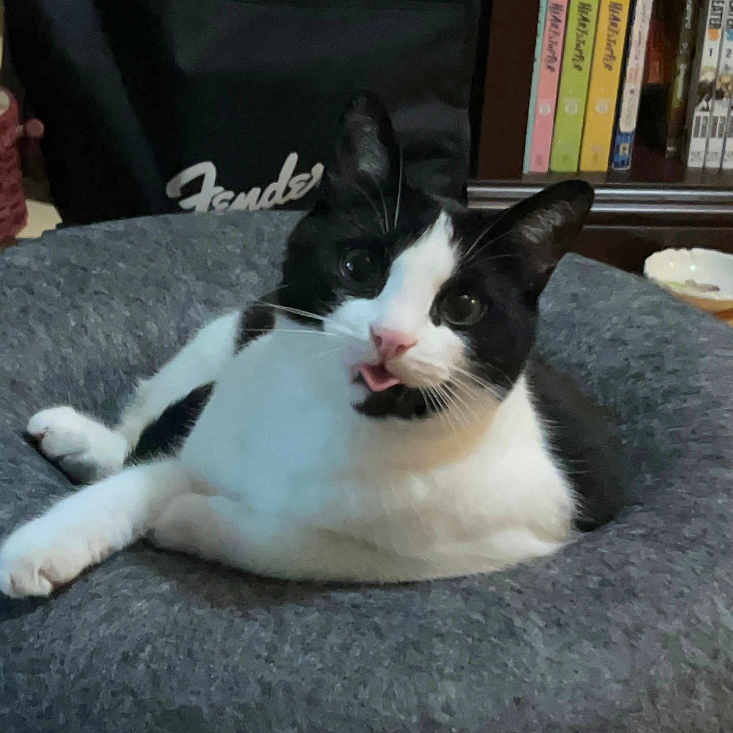 Lancelot joined the competition — help win amazing prizes! animal, bed, black_and_white, book, bookshelf, cat, cozy, cushion, cute, ears, feline, fender, furniture, home, indoor, pet, relaxed, resting, tongue_out, whiskers