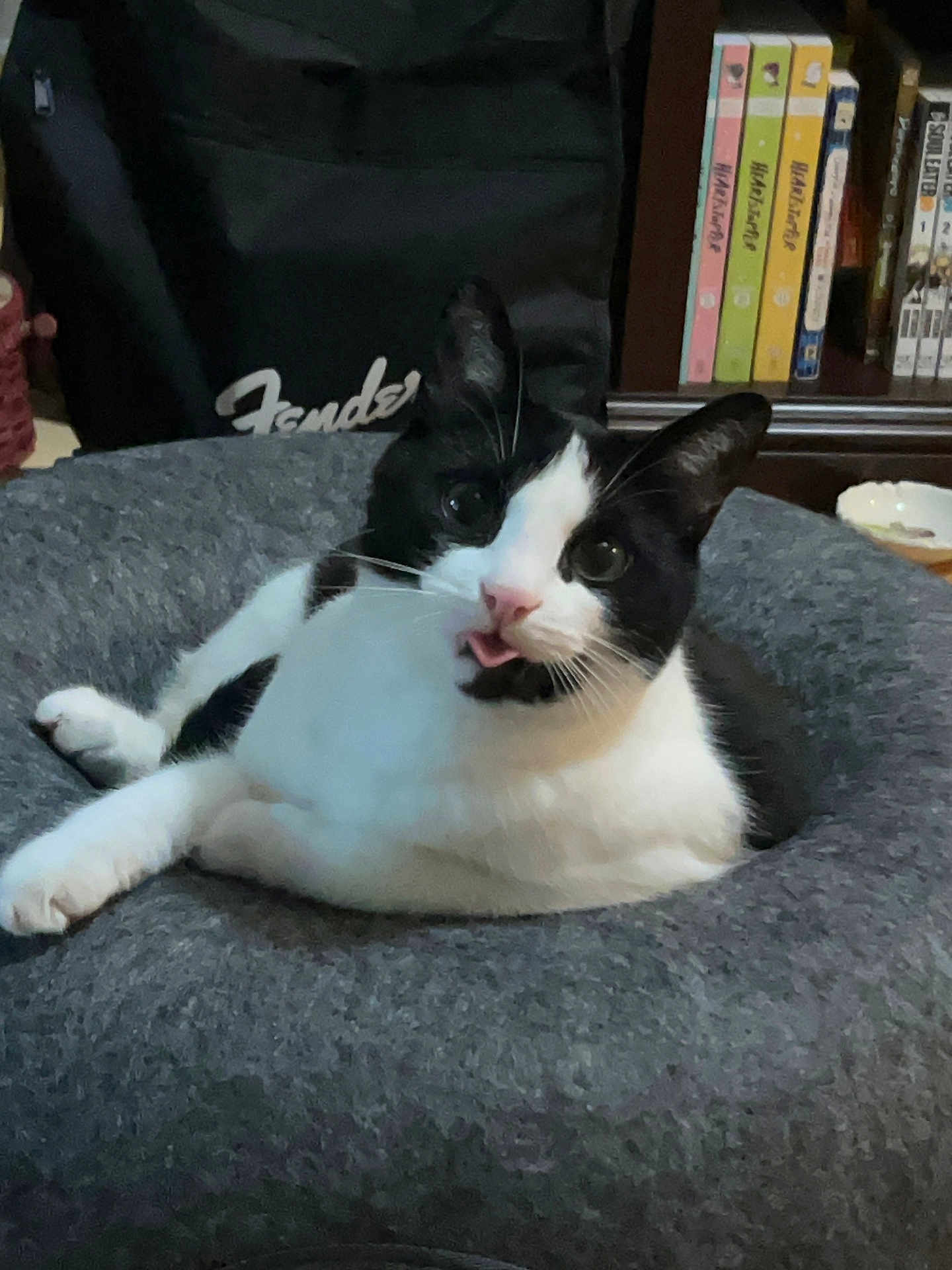 Lancelot joined the competition — help win amazing prizes! cat, black_and_white, pet, indoor, cushion, furniture, tongue_out, relaxed, animal, bed, cozy, fender, bookshelf, book, home, cute, whiskers, ears, feline, resting