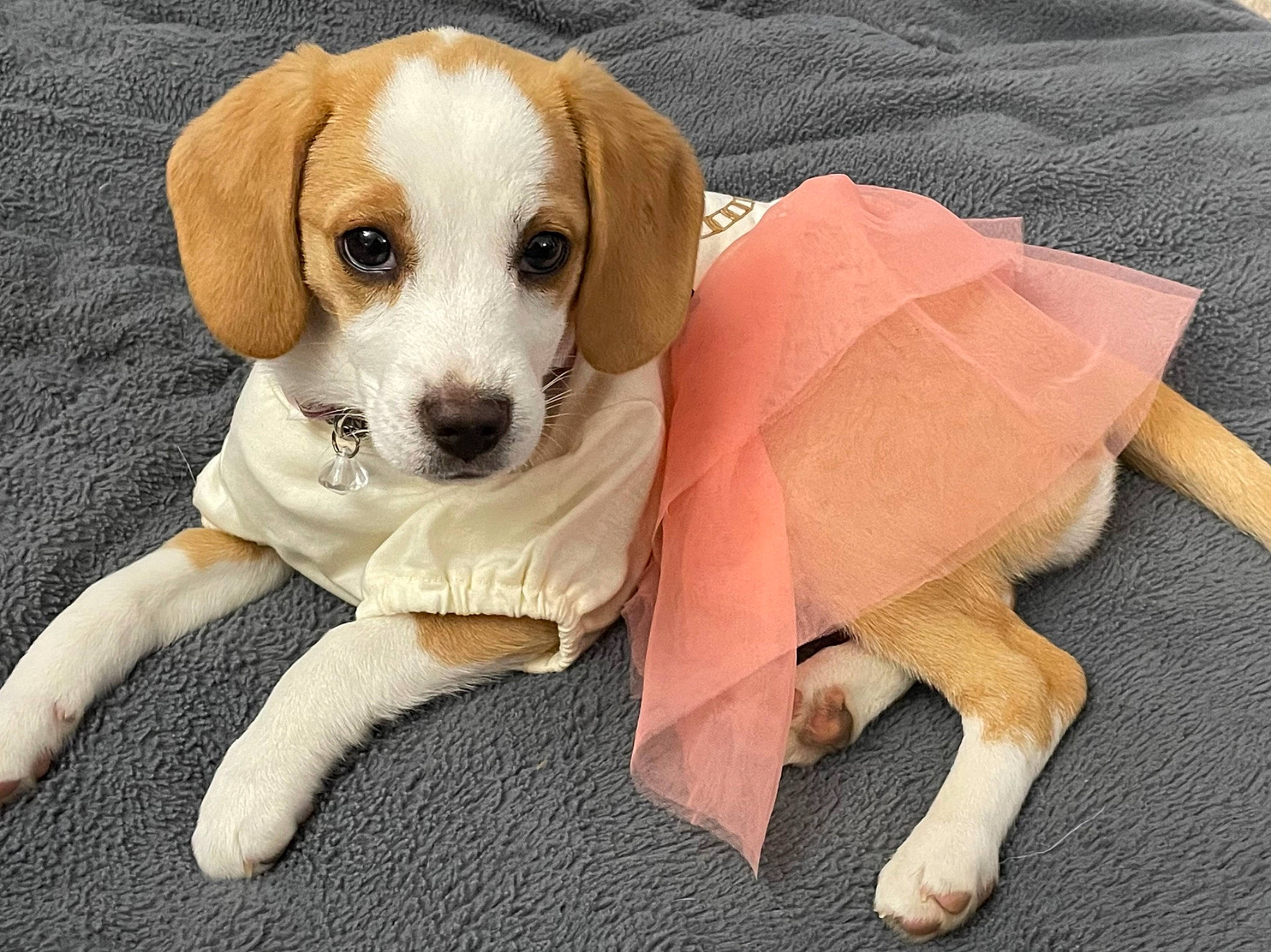 Princess Zelda is registered to the contest to win money with this photo: canidae, carnivore, collar, companion_dog, dog, dog_breed, dog_collar, dog_supply, fawn, fur, irishjacks, non_sporting_group, paw, pet_supply, snout, sporting_group, tail, whiskers, working_animal