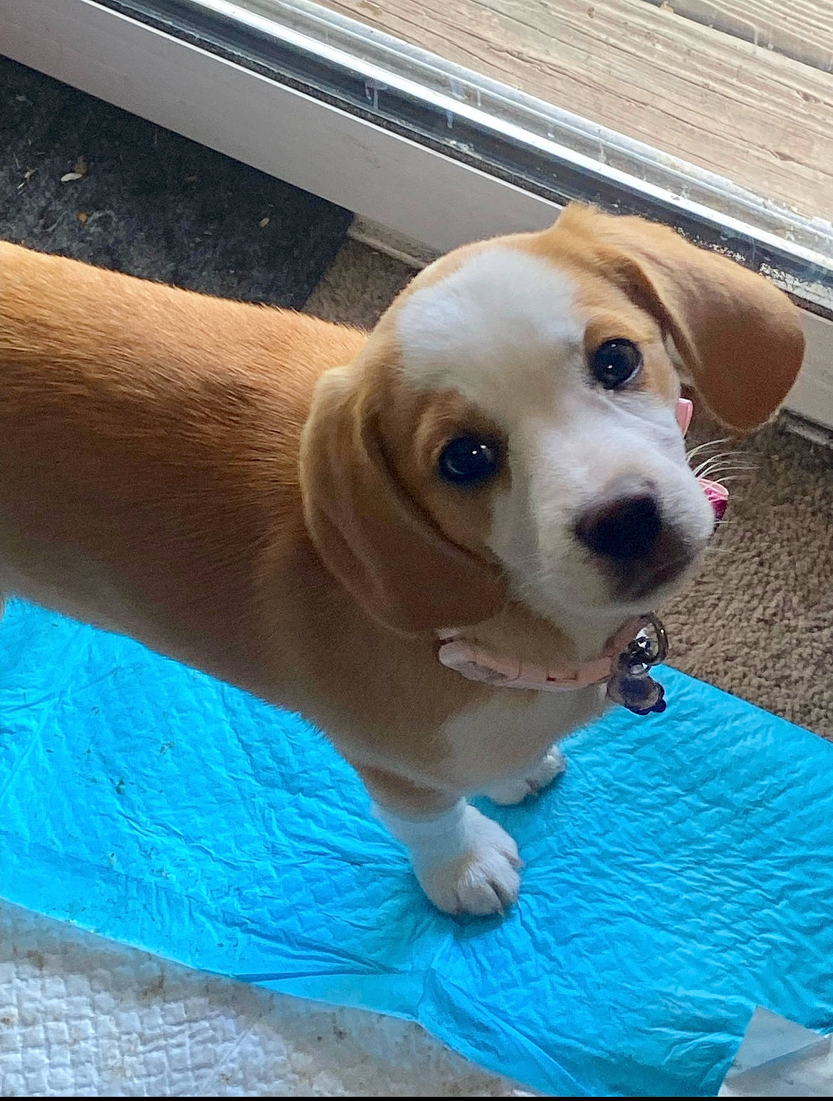 Princess Zelda is registered to the contest to win money with this photo: beagle, canidae, carnivore, collar, companion_dog, computer_keyboard, dog, dog_breed, dog_collar, electric_blue, fawn, hound, paw, pet_supply, scent_hound, snout, sporting_group, tail, whiskers, working_animal