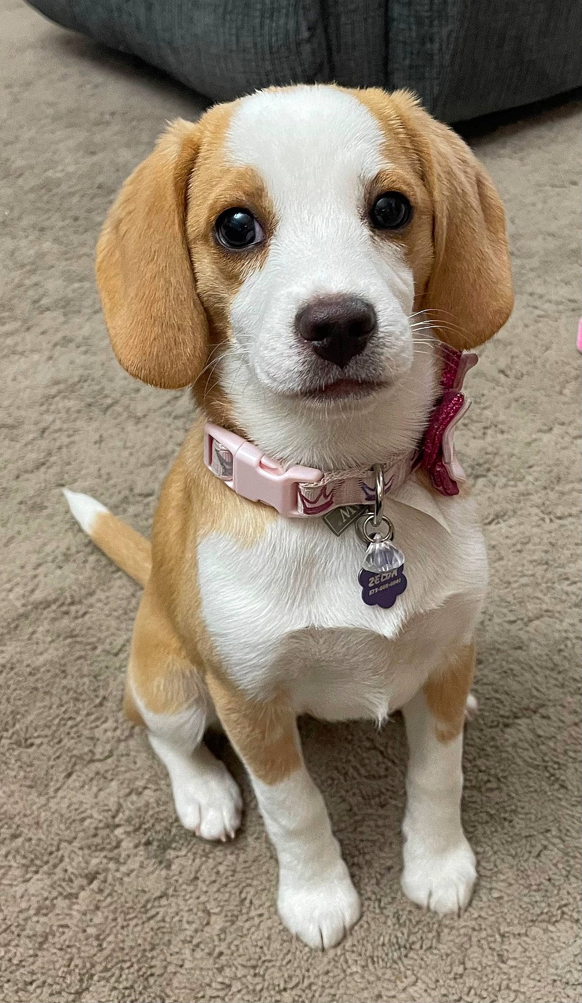 Princess Zelda is registered to the contest to win money with this photo: canidae, carnivore, circle, collar, companion_dog, dog, dog_breed, dog_collar, dog_supply, fawn, hound, hunting_dog, leash, paw, pet_supply, scent_hound, sporting_group, toy, whiskers, working_animal