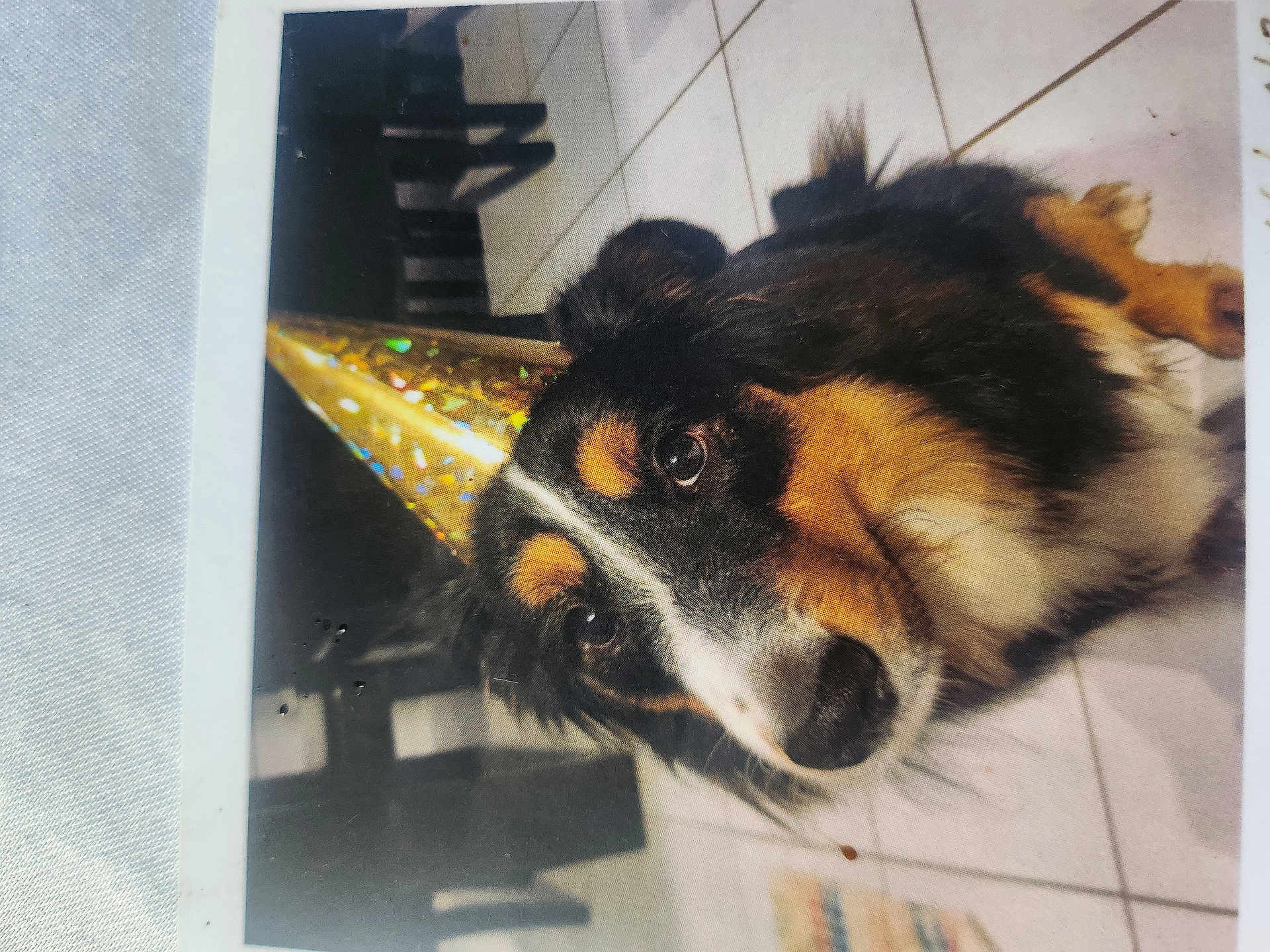 Seiya participe au concours pour gagner de l'argent avec cette photo : dog, party_hat, indoor, tile_floor, pet, canine, black_fur, brown_fur, white_fur, portrait, looking_up, celebration, animal, cute, furry, pet_accessory, floor_tiles, domestic_animal, companion, adorable