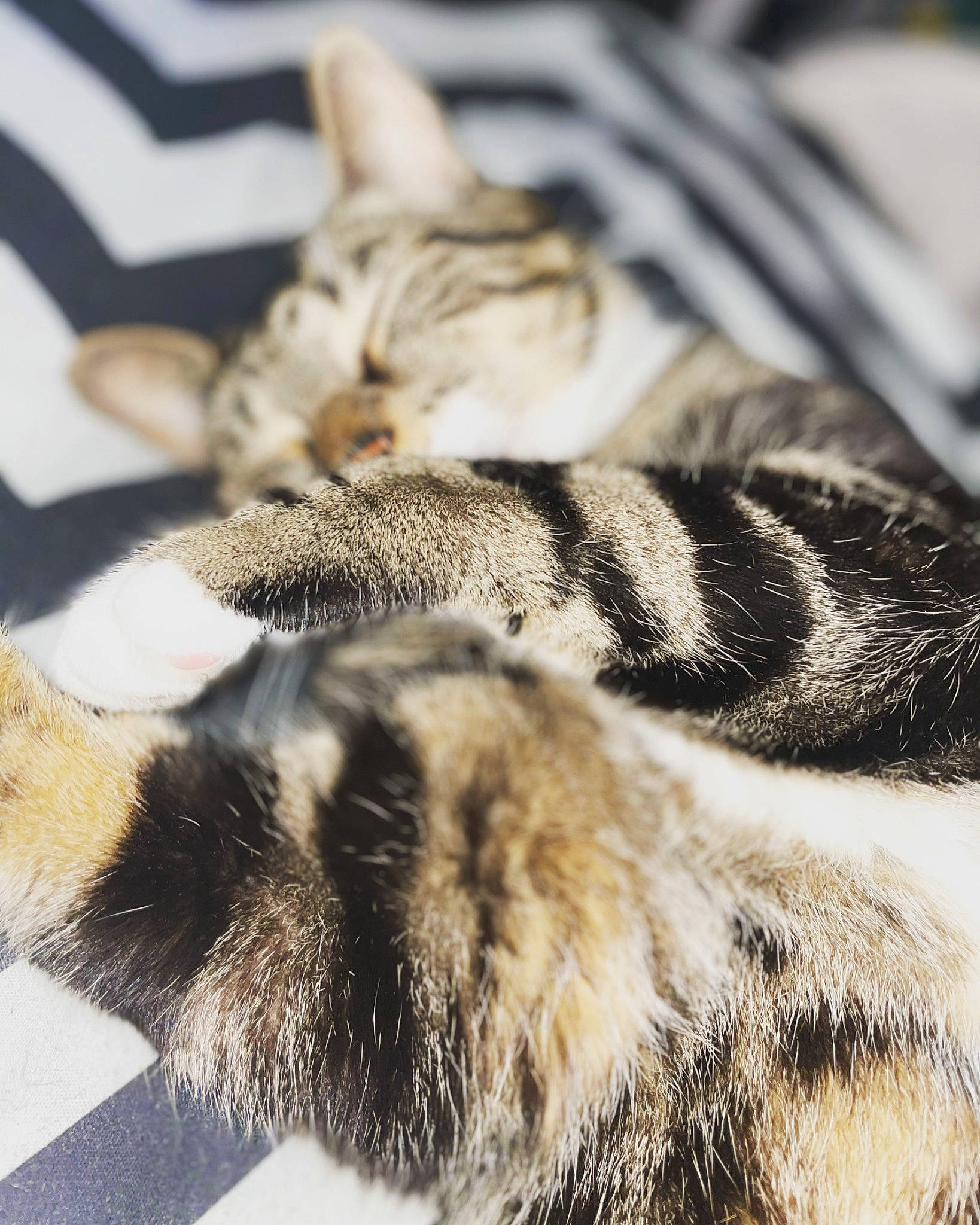 Nino participe au concours pour gagner de l'argent avec cette photo : carnivore, cat, claw, comfort, domestic_short_haired_cat, felidae, fur, nap, paw, sleep, small_to_medium_sized_cats, snout, tail, terrestrial_animal, whiskers, wildlife