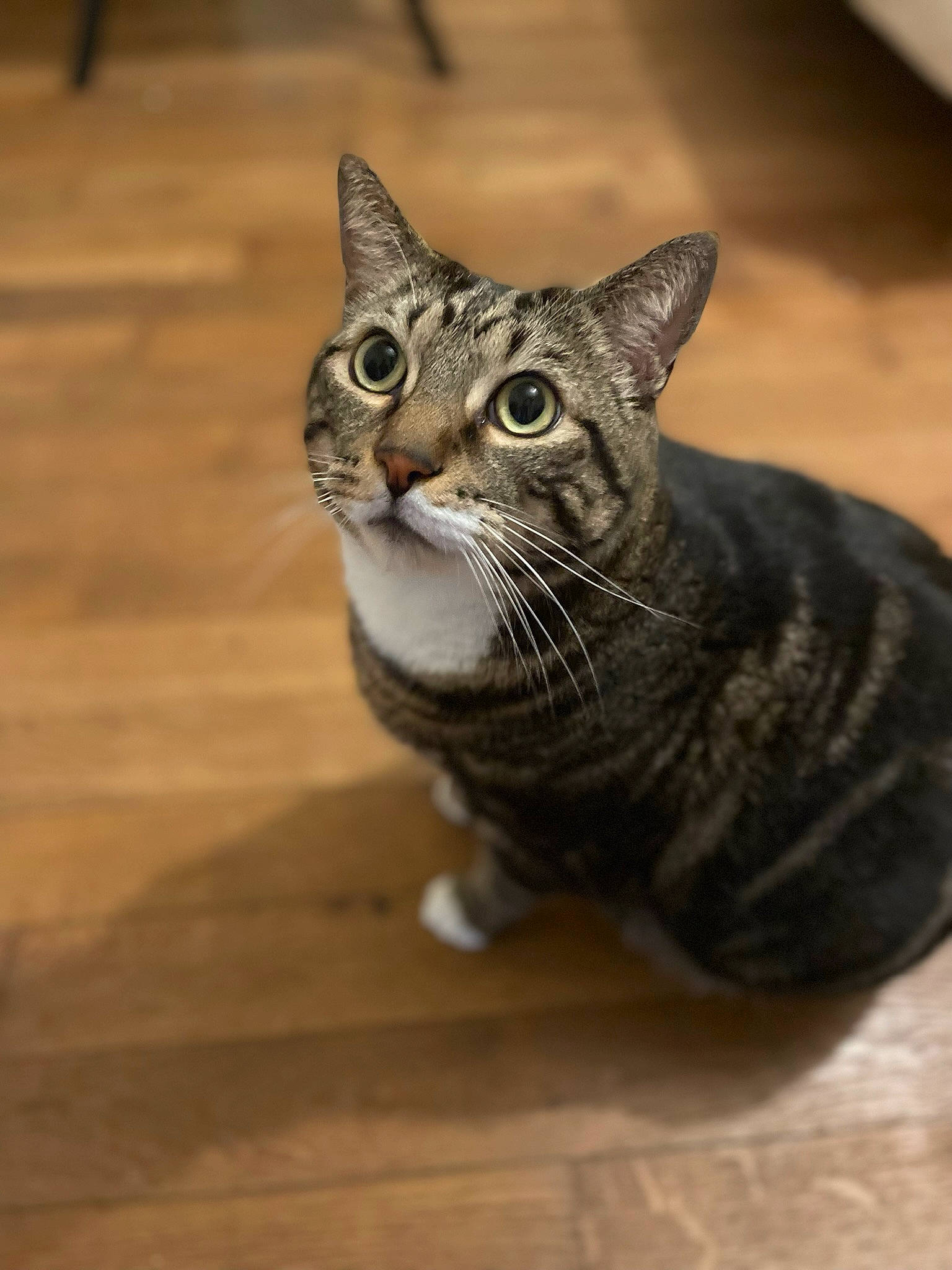 Nino a rejoint le concours — aidez-le/la à gagner de superbes lots ! carnivore, cat, domestic_short_haired_cat, felidae, flooring, fur, grey, hardwood, paw, sitting, small_to_medium_sized_cats, snout, tail, terrestrial_animal, varnish, whiskers, window, wood, wood_flooring, wood_stain