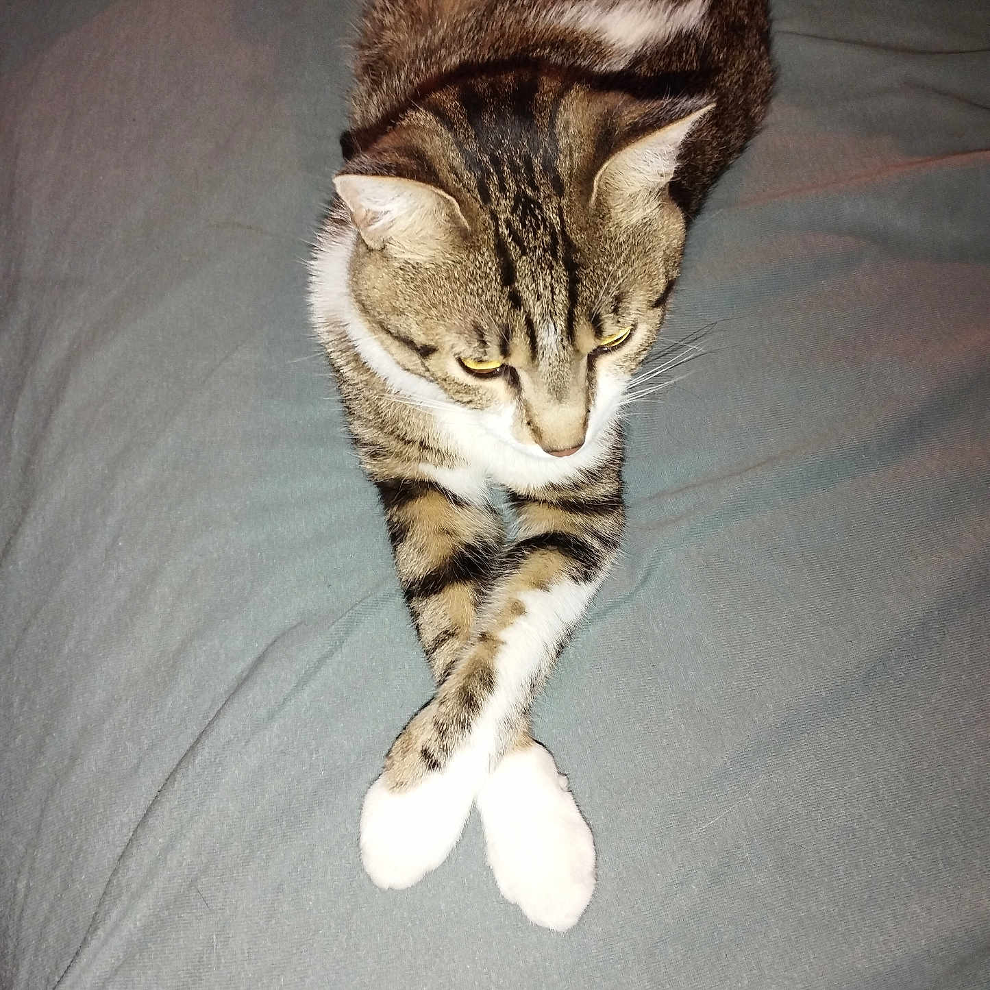 Luffy a rejoint le concours — aidez-le/la à gagner de superbes lots ! abyssinian, animal, bed, bedroom, blanket, cat, chair, couch, cushion, egyptiancat, furniture, homedecor, indoors, kitten, manx, person, pet, quilt, room, sleeping