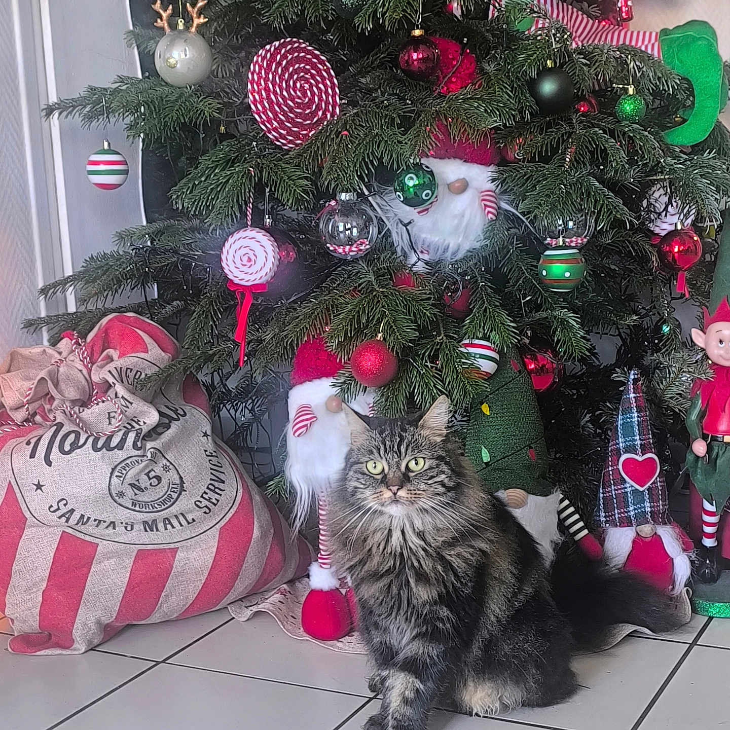 Comette a rejoint le concours — aidez-le/la à gagner de superbes lots ! cat, christmas_tree, cute, decorations, festive, floor_tiles, gnomes, greenery, holiday, holiday_decor, indoor, ornaments, pet, plush, red, sack, santa, striped, tabby_cat, white