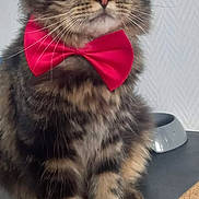 Comette participe au concours pour gagner de l'argent avec cette photo : cat, tabby, bow_tie, pet, animal, feline, fur, whiskers, yellow_eyes, sitting, indoor, bowl, domestic_cat, cute, close_up, portrait, fluffy, striped, table, household