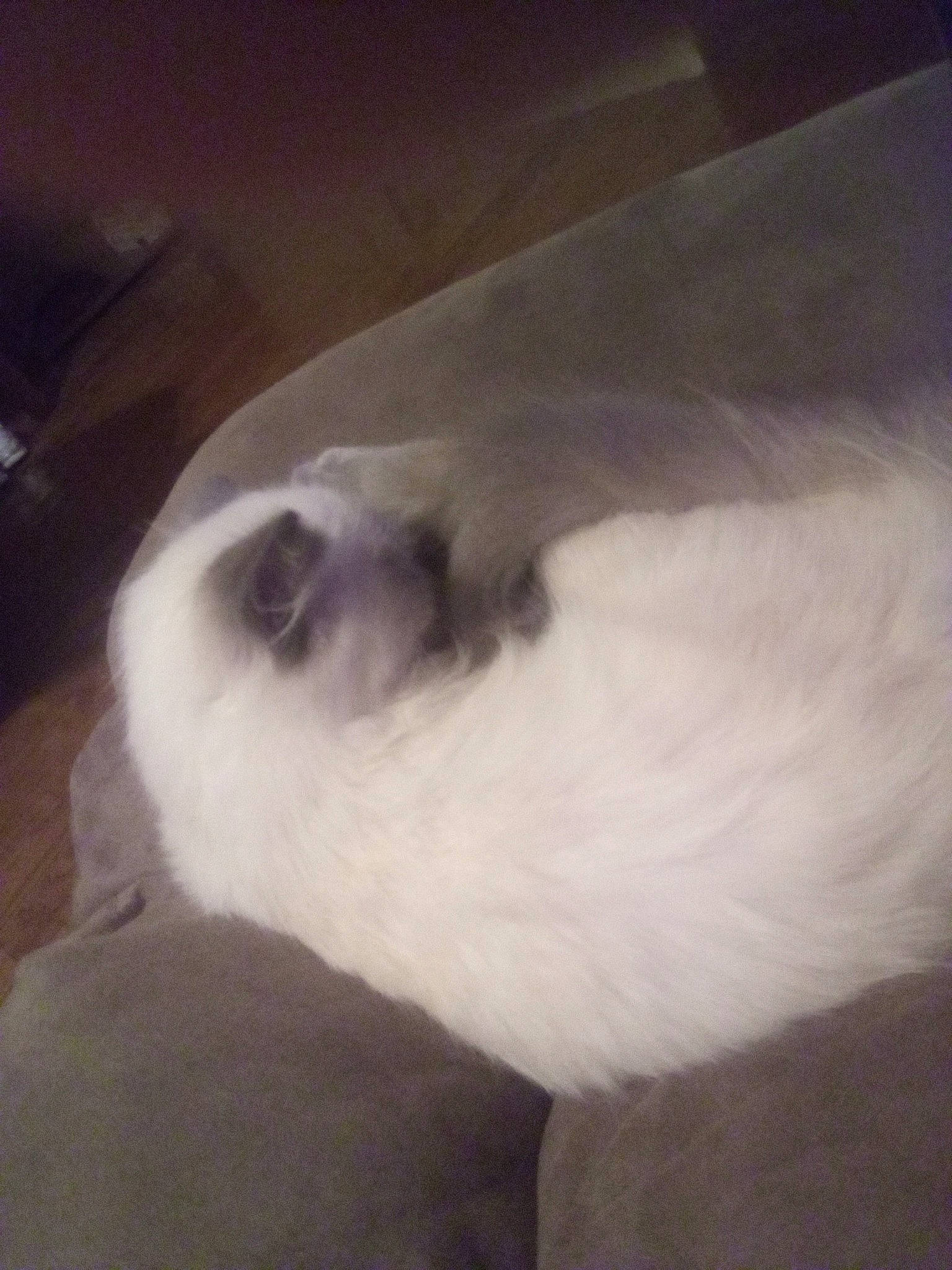 Alaska joined the competition — help win amazing prizes! balinese, birman, carnivore, cat, cloud, comfort, dog_breed, domestic_short_haired_cat, fawn, felidae, fur, nap, paw, siamese, sky, small_to_medium_sized_cats, snout, tail, whiskers, wood