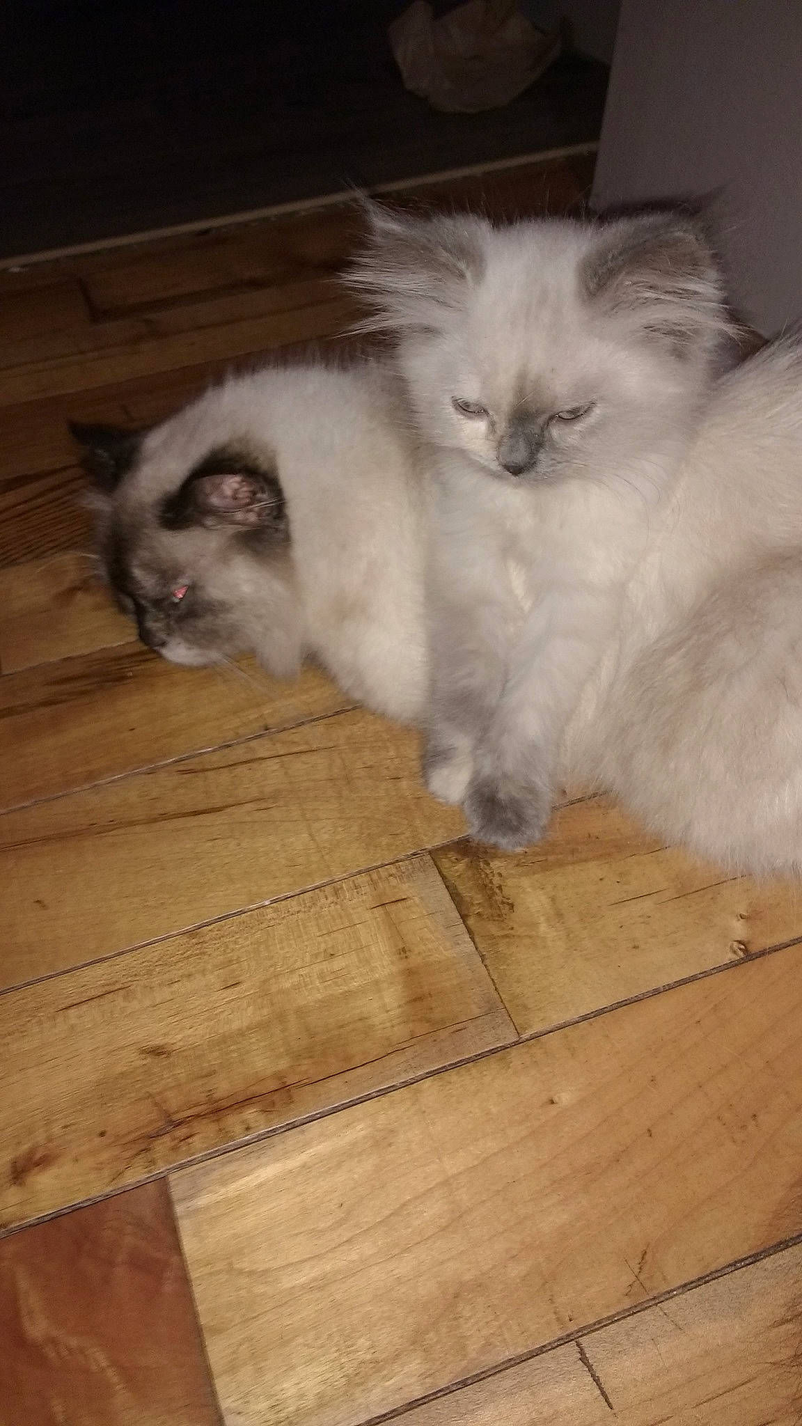 Alaska joined the competition — help win amazing prizes! carnivore, cat, fawn, felidae, flooring, fur, hardwood, laminate_flooring, paw, plank, ragdoll, small_to_medium_sized_cats, snout, tail, terrestrial_animal, varnish, whiskers, wood, wood_flooring, wood_stain