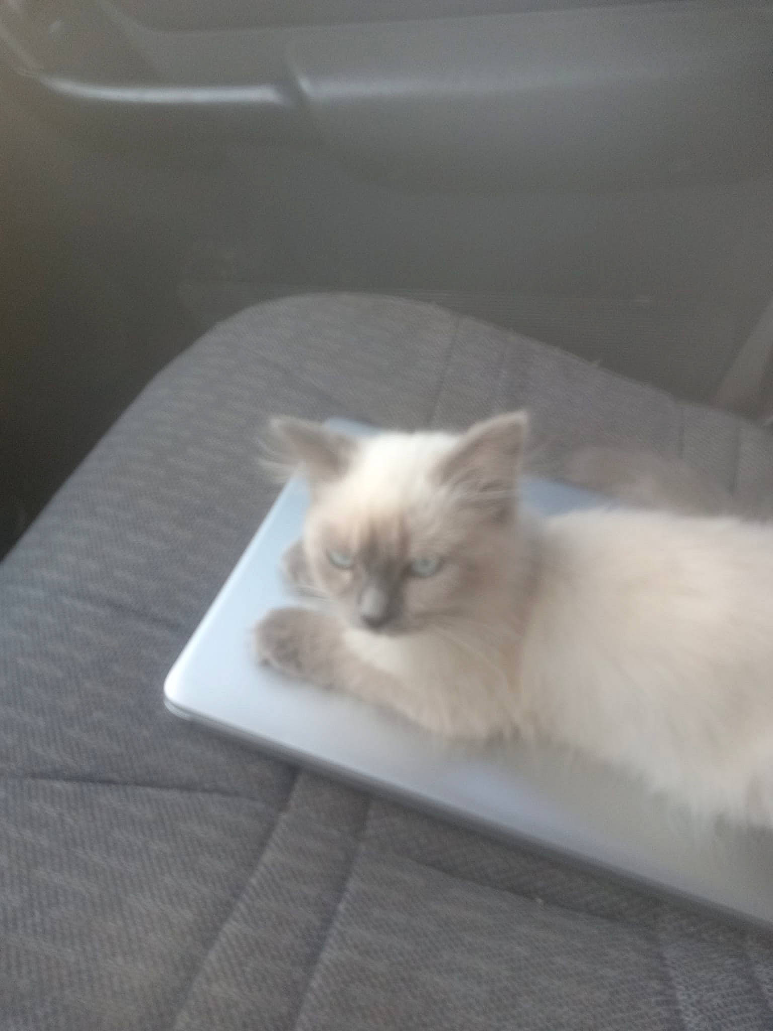 Alaska is registered to the contest to win money with this photo: carnivore, cat, comfort, fawn, felidae, fur, paw, ragdoll, small_to_medium_sized_cats, tail, terrestrial_animal, whiskers