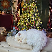 Frosty is registered to the contest to win money with this photo: cat, sleeping, white_cat, fluffy, couch, living_room, christmas_tree, christmas_lights, holiday_decorations, festive, ornaments, curtains, glass_table, decor, cozy, indoor, wood_floor, relaxing, home, seasonal