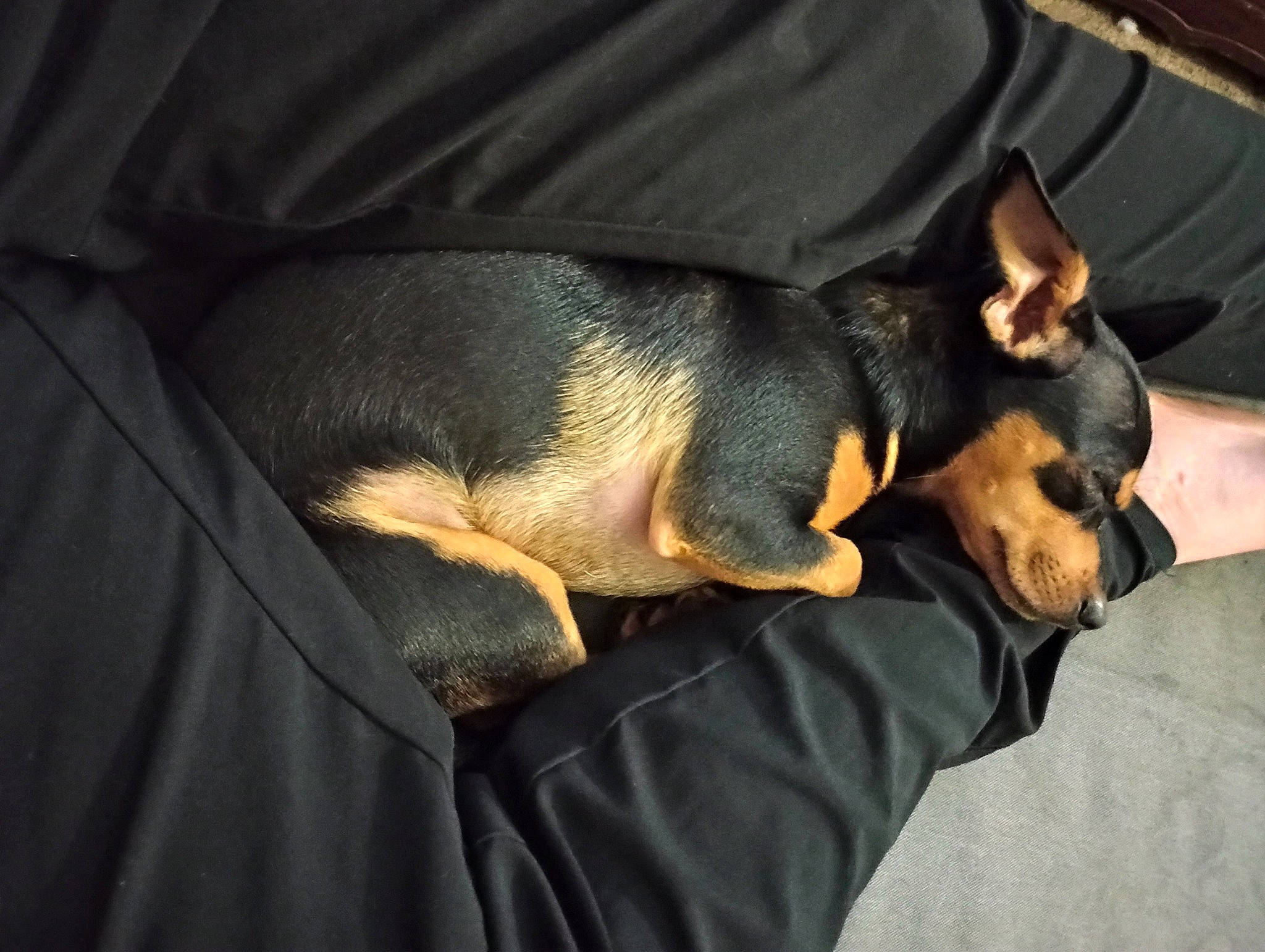 Chomp joined the competition — help win amazing prizes! canidae, carnivore, comfort, companion_dog, darkness, dog, dog_breed, ear, fawn, fur, guard_dog, nap, paw, pinscher, prazsky_krysarik, sporting_group, terrestrial_animal, toy_dog, working_animal, working_dog