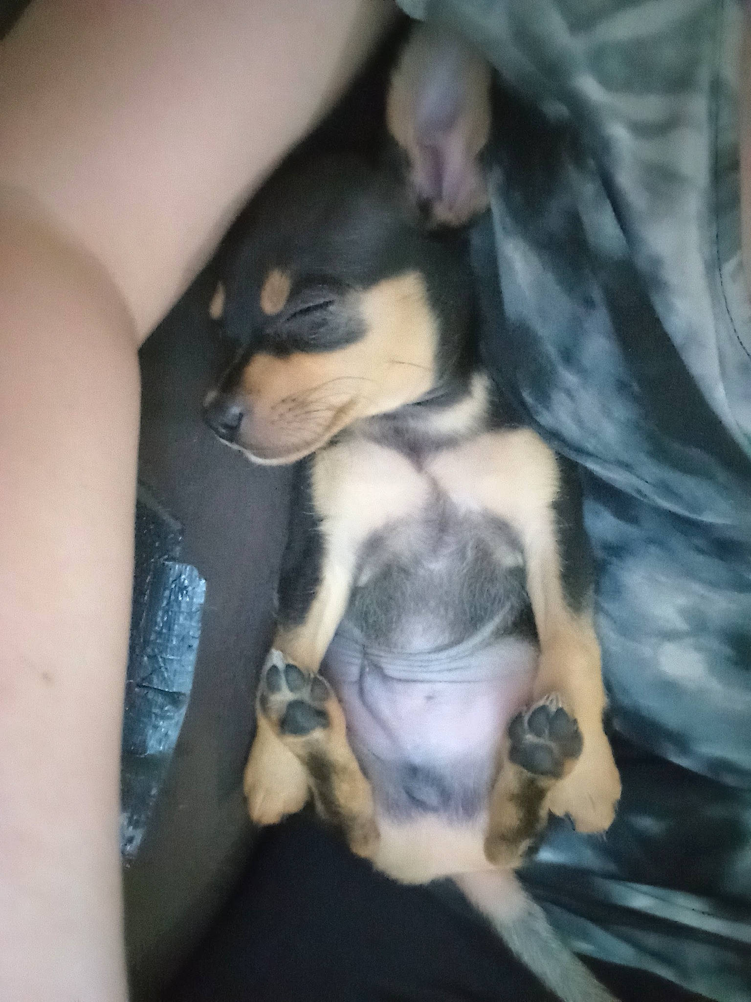 Chomp is registered to the contest to win money with this photo: canidae, carnivore, comfort, companion_dog, dog, dog_breed, fawn, fur, gesture, human_leg, knee, leg, nail, paw, snout, sporting_group, thigh, toy_dog, trunk, working_animal