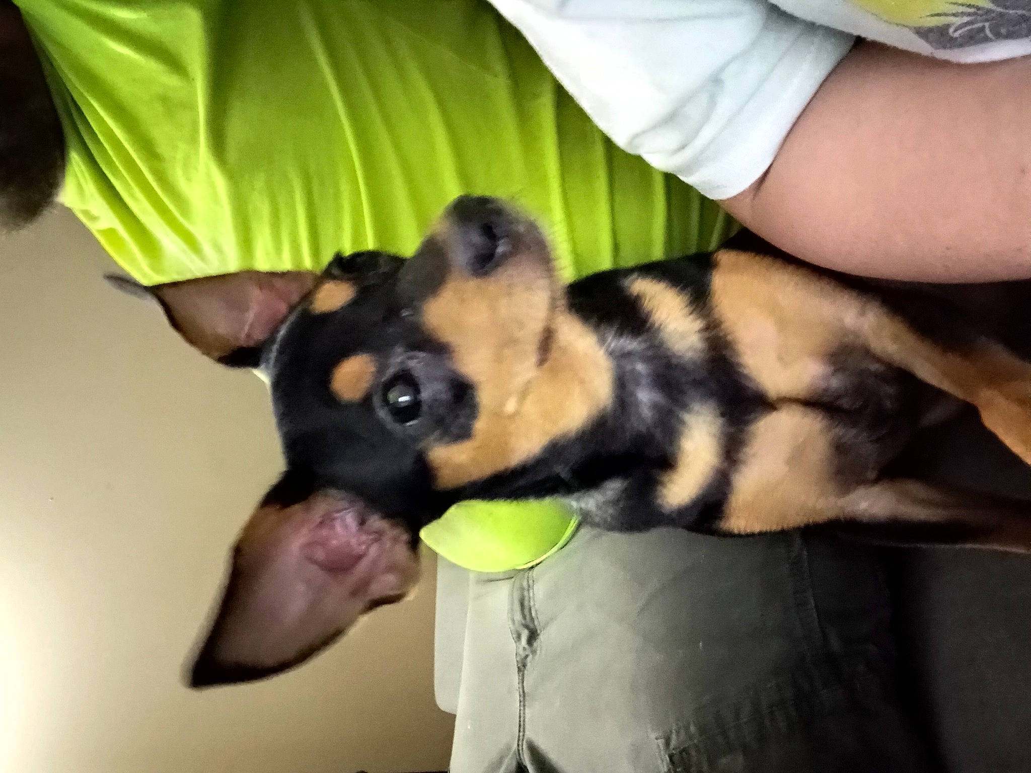 Chomp joined the competition — help win amazing prizes! canidae, carnivore, comfort, companion_dog, dog, dog_breed, ear, fawn, fur, guard_dog, non_sporting_group, paw, puppy, snout, sporting_group, toy_dog, working_animal, working_dog, wrist