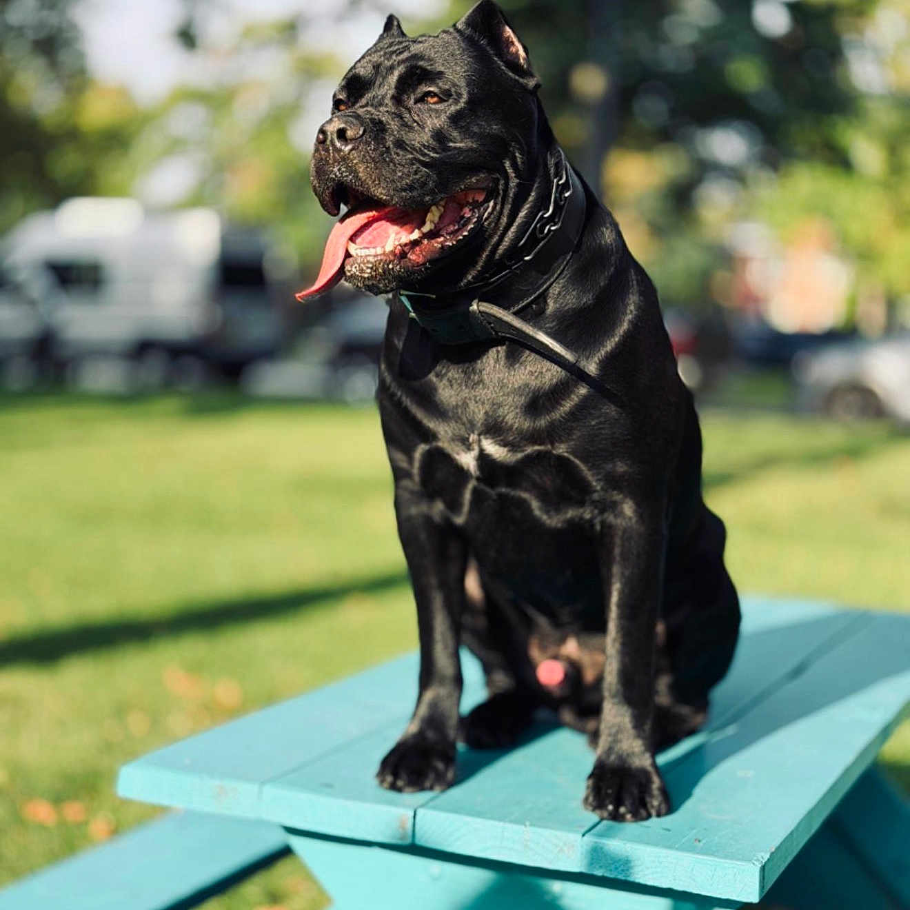 Goliath