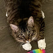 Georgie joined the competition — help win amazing prizes! cat, tabby, white_paws, toy, rainbow, fuzzy_toy, floor, wooden_floor, pet, animal, curious, playful, indoor, close_up, whiskers, ears, eyes, paws, striped, cute