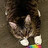 cat, tabby, white_paws, toy, rainbow, fuzzy_toy, floor, wooden_floor, pet, animal, curious, playful, indoor, close_up, whiskers, ears, eyes, paws, striped, cute