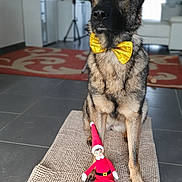 Taika a rejoint le concours — aidez-le/la à gagner de superbes lots ! accessories, animal, baby, canine, computerhardware, dog, electronics, face, germanshepherd, hardware, head, homedecor, monitor, person, pet, policedog, puppy, rug, screen, strap