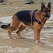 Lyra participe au concours pour gagner de l'argent avec cette photo : carnivoran, dog, dog_breed, dog_like_mammal, east_european_shepherd, german_shepherd_dog, king_shepherd, kunming_wolfdog, old_german_shepherd_dog, shiloh_shepherd_dog, snout