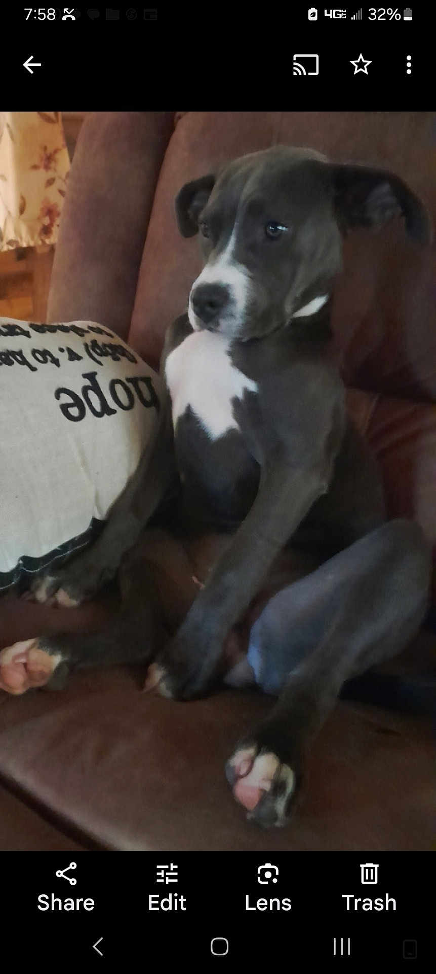 Lexi joined the competition — help win amazing prizes! puppy, dog, brown_couch, white_patch, pillow, indoor, pet, sitting, relaxed, canine, fur, ears, paw, nose, cute, animal, young_dog, home, comfort, looking_away