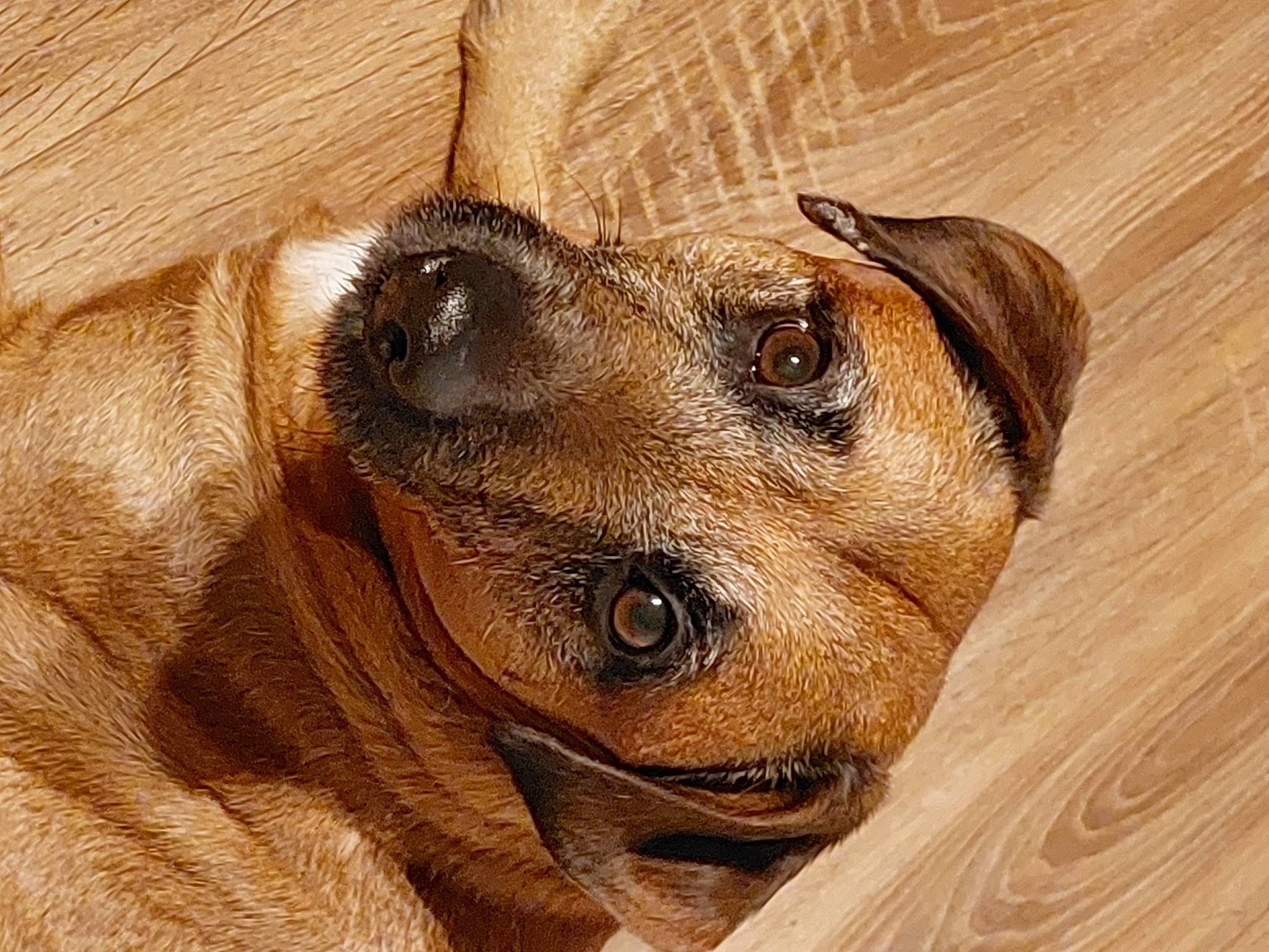 Koda participe au concours pour gagner de l'argent avec cette photo : canidae, carnivore, companion_dog, dog, dog_breed, ear, fawn, fur, guard_dog, hardwood, liver, paw, snout, sporting_group, terrestrial_animal, whiskers, wood, wood_stain, working_animal, wrinkle