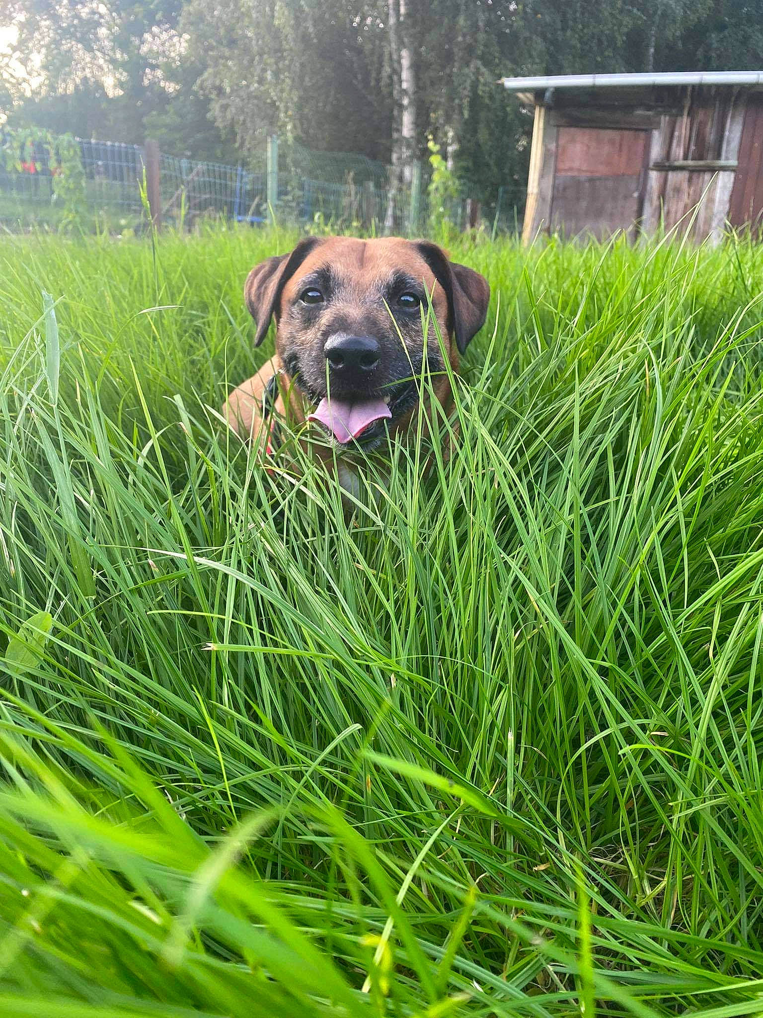 Koda a rejoint le concours — aidez-le/la à gagner de superbes lots ! canidae, carnivore, companion_dog, dog, dog_breed, fawn, grass, grass_family, grassland, groundcover, lawn, meadow, pasture, plant, prairie, snout, sporting_group, terrestrial_animal, tree, working_animal