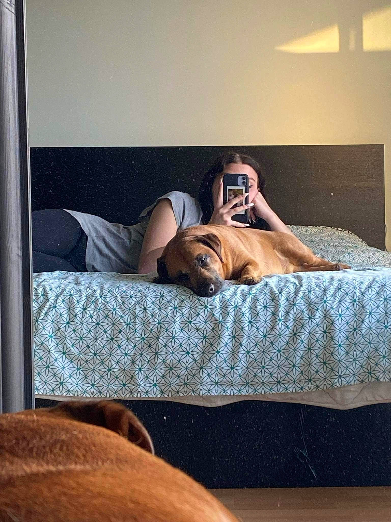 Koda participe au concours pour gagner de l'argent avec cette photo : bed, bedding, carnivore, comfort, companion_dog, dog, dog_breed, fawn, flooring, hardwood, human_leg, knee, leg, leisure, linens, shoulder, textile, thigh, trunk, wood