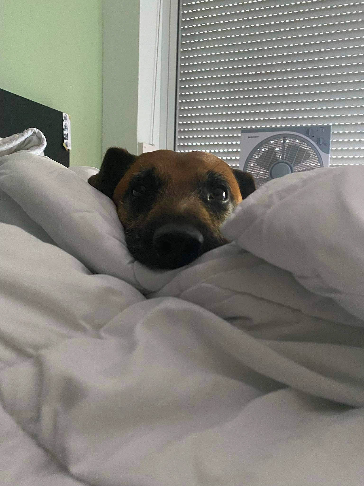 Koda participe au concours pour gagner de l'argent avec cette photo : bedding, bored, carnivore, comfort, companion_dog, couch, dog, dog_breed, fawn, flooring, grey, linens, snout, terrestrial_animal, textile, toy_dog, whiskers, window, window_blind, working_animal