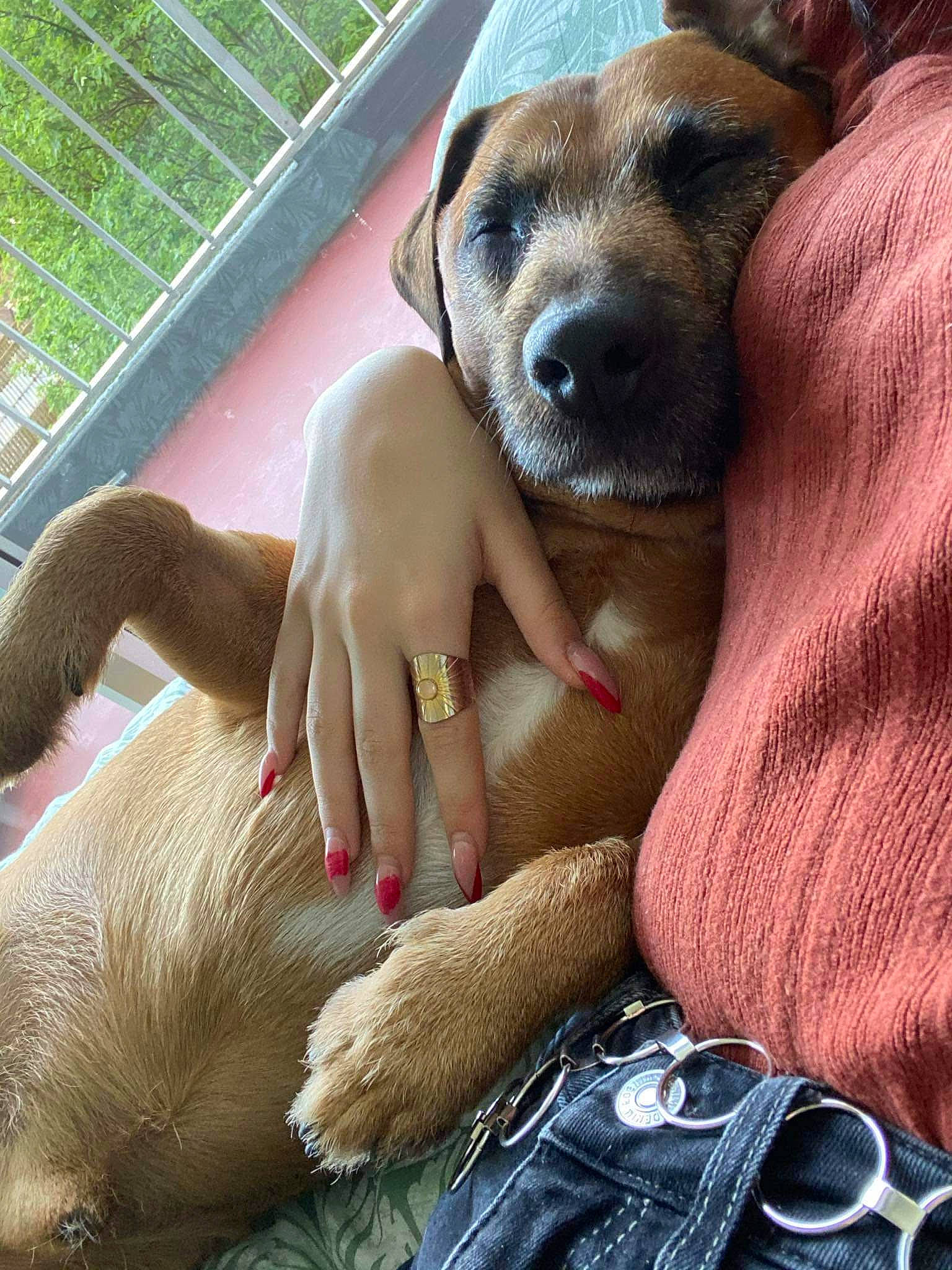 Koda a rejoint le concours — aidez-le/la à gagner de superbes lots ! canidae, carnivore, comfort, companion_dog, dog, dog_breed, fawn, fence, fur, gesture, mammal, mesh, nail, organ, selfie, snout, sporting_group, vertebrate, working_animal, wrinkle