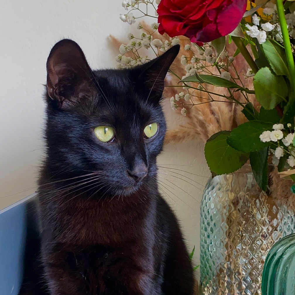 Titou participe au concours pour gagner de l'argent avec cette photo : animal, blackcat, carnation, cat, couch, daisy, flower, flowerarrangement, flowerbouquet, geranium, ikebana, jar, pet, petal, plant, planter, pottedplant, pottery, rose, vase