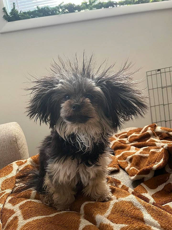 Cola joined the competition — help win amazing prizes! canidae, carnivore, companion_dog, dog, dog_breed, dog_supply, flooring, fur, liver, maltepoo, picture_frame, small_terrier, snout, sporting_group, tail, terrestrial_animal, terrier, toy_dog, working_animal, yorkipoo