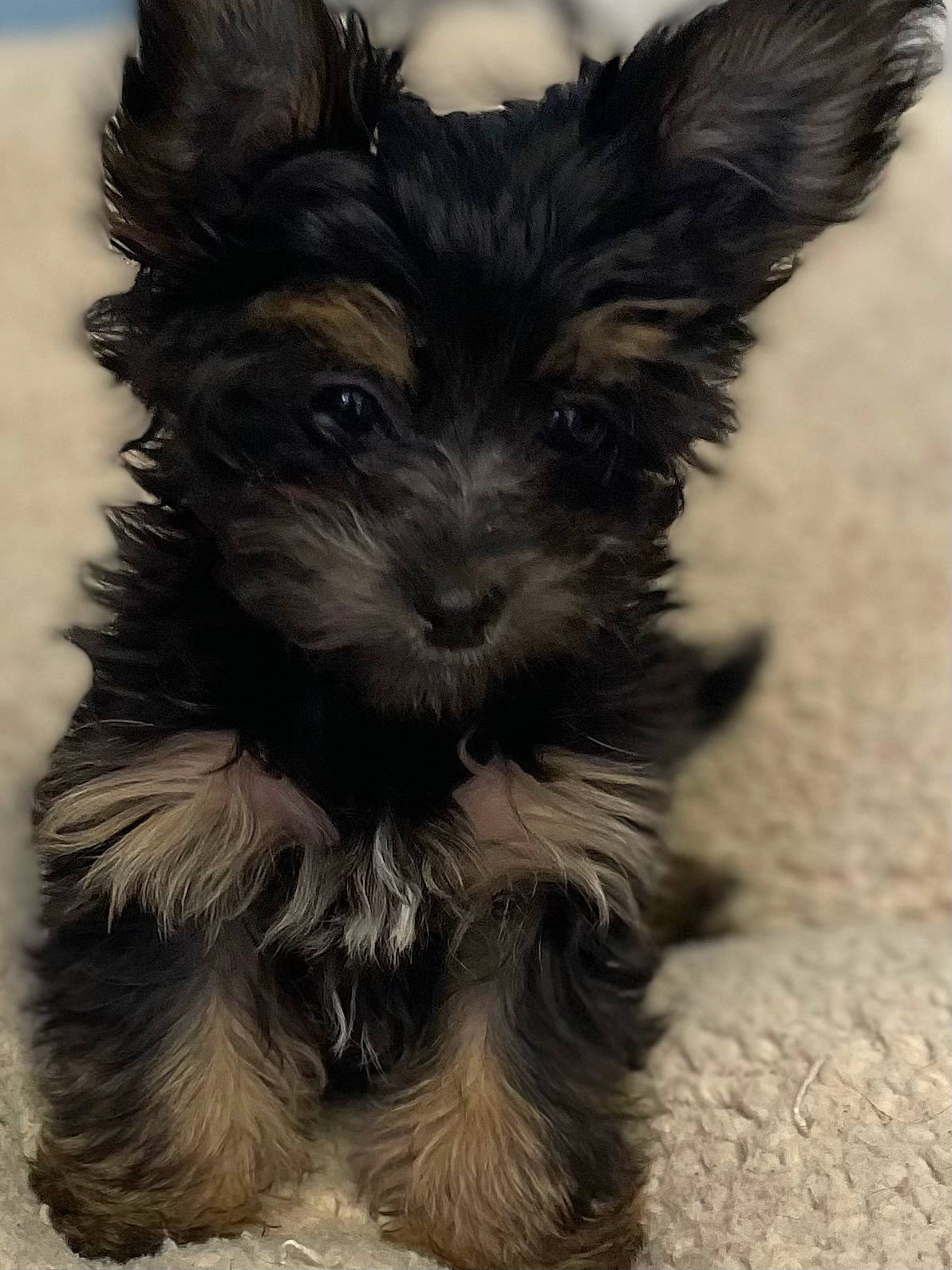 Cola joined the competition — help win amazing prizes! biewer_terrier, canidae, carnivore, companion_dog, dog, dog_breed, fur, puppy, small_terrier, snout, sporting_group, terrestrial_animal, terrier, toy_dog, working_animal, yorkipoo