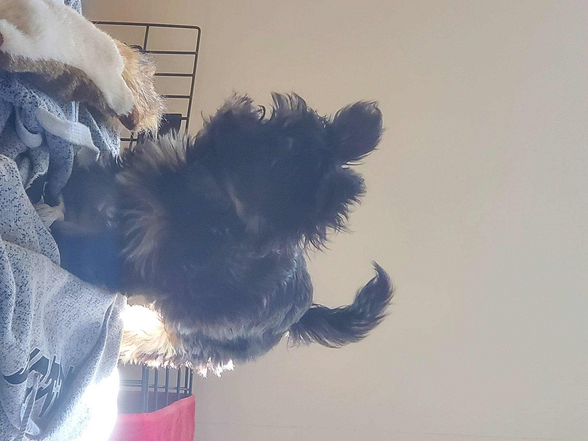 Cola joined the competition — help win amazing prizes! carnivore, cloud, companion_dog, dog, dog_breed, feather, felidae, freezing, fur, gesture, happy, paw, small_to_medium_sized_cats, snout, sporting_group, tail, tints_and_shades, toy_dog, whiskers, wing