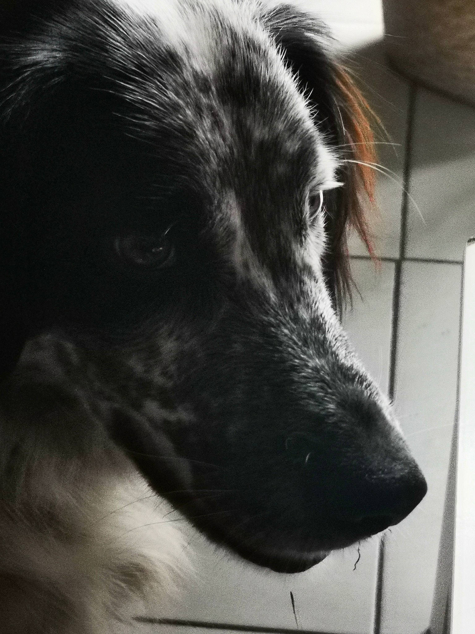 Aikko participe au concours pour gagner de l'argent avec cette photo : ancient_dog_breeds, canidae, carnivore, claw, companion_dog, dog, dog_breed, fur, herding_dog, monochrome, monochrome_photography, paw, puppy, sporting_group, street_dog, terrestrial_animal, whiskers, working_animal, working_dog