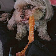 Baby joined the competition — help win amazing prizes! dog, small_dog, pet, indoor, bed, treat, chewing, hand, furniture, blanket, cozy, cute, animal, companion, brown, fur, snack, relaxed, home, candid